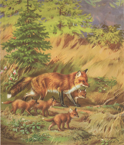 The Mother Fox Leads Her Family Out to Hunt Mice